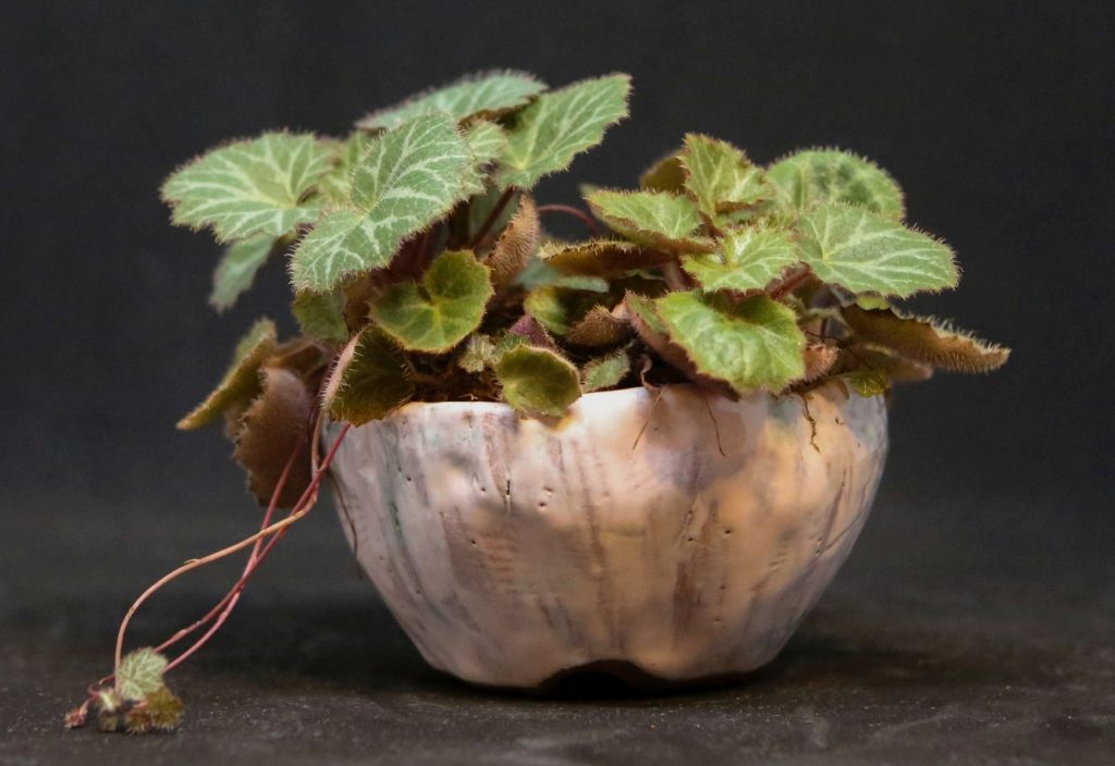 saxifraga stolonifera
